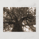 Buscar árbol de la vida postales Árboles