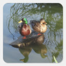 Buscar ducks pegatinas Para todos