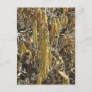 Buscar semilla postales Flores