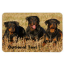 Buscar rottweiler imanes Negro
