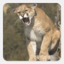 Buscar puma pegatinas Gran gato