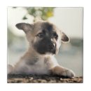 Buscar perro de pastor alemán azulejos Exterior