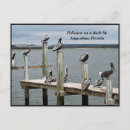 Buscar pelícano postales Florida