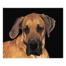 Buscar great dane fotografía Animales