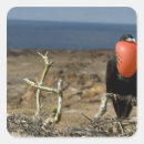 Buscar galapagos pegatinas Vida silvestre