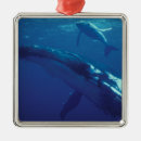 Buscar ballena adornos Vida silvestre