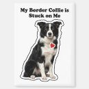 Buscar border collie imanes Perro pastor