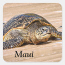 Buscar maui pegatinas Tortuga