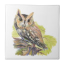 Buscar owl azulejos Pájaro