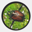 Buscar escarabajo pegatinas Coleóptero
