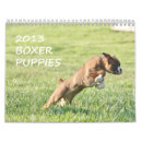 Buscar perrito del boxeador Perritos