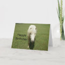 Buscar pony tarjetas 8 º tarjeta