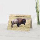 Buscar bisonte tarjetas Toro