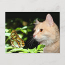 Buscar curiosidades postales Gatito