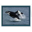 Buscar orcas tarjetas Ballenas asesinas