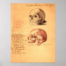 Buscar dibujos anatómicos posters Huesos