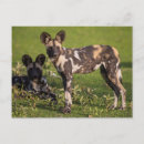 Buscar perro salvaje africano postales Perros salvajes