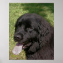 Buscar perro de terranova posters Animal