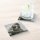 Buscar wildlife posavasos Vida silvestre