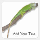 Buscar iguana verde pegatinas Reptil