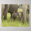 Buscar elefante indio posters Asiático