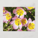 Buscar rosas amarillas postales General y unisex