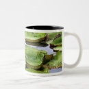 Buscar amazona tazas Tropical