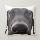 Buscar labrador cojines Lindo
