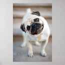 Buscar perro animal posters Tierno