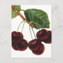 Buscar maduro postales 8 º fruta