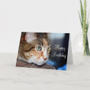 Buscar housecat Gatito