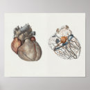 Buscar corazón humano Médica
