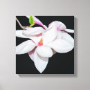 Buscar magnolia lienzos Rosa