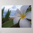 Buscar norte orilla Maui