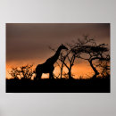 Buscar del safari posters Jirafa