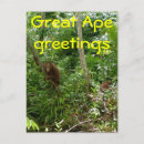 Buscar gran mono postales Orangutanes
