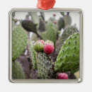 Buscar pera adornos Cactus