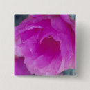 Buscar erizo chapas Cactus