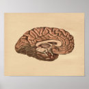 Buscar lóbulos posters Anatomía