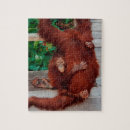 Buscar orangutanes puzzles Orangután