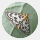 Buscar polillas pegatinas Mariposas y polillas