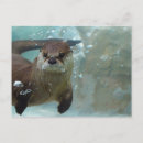 Buscar nutria postales Mamífero