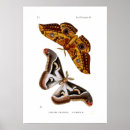 Buscar entomología posters Acuarela