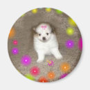 Buscar domesticado imanes Perros