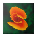 Buscar poppy azulejos Botánico