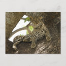 Buscar leopardo en un árbol postales Vida silvestre