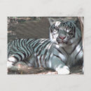Buscar tigre blanco postales General y unisex