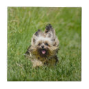 Buscar yorkshire azulejos Terrier