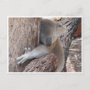 Buscar abrazo de oso postales Animal