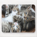 Buscar gatito gris alfombrillas de raton Foto